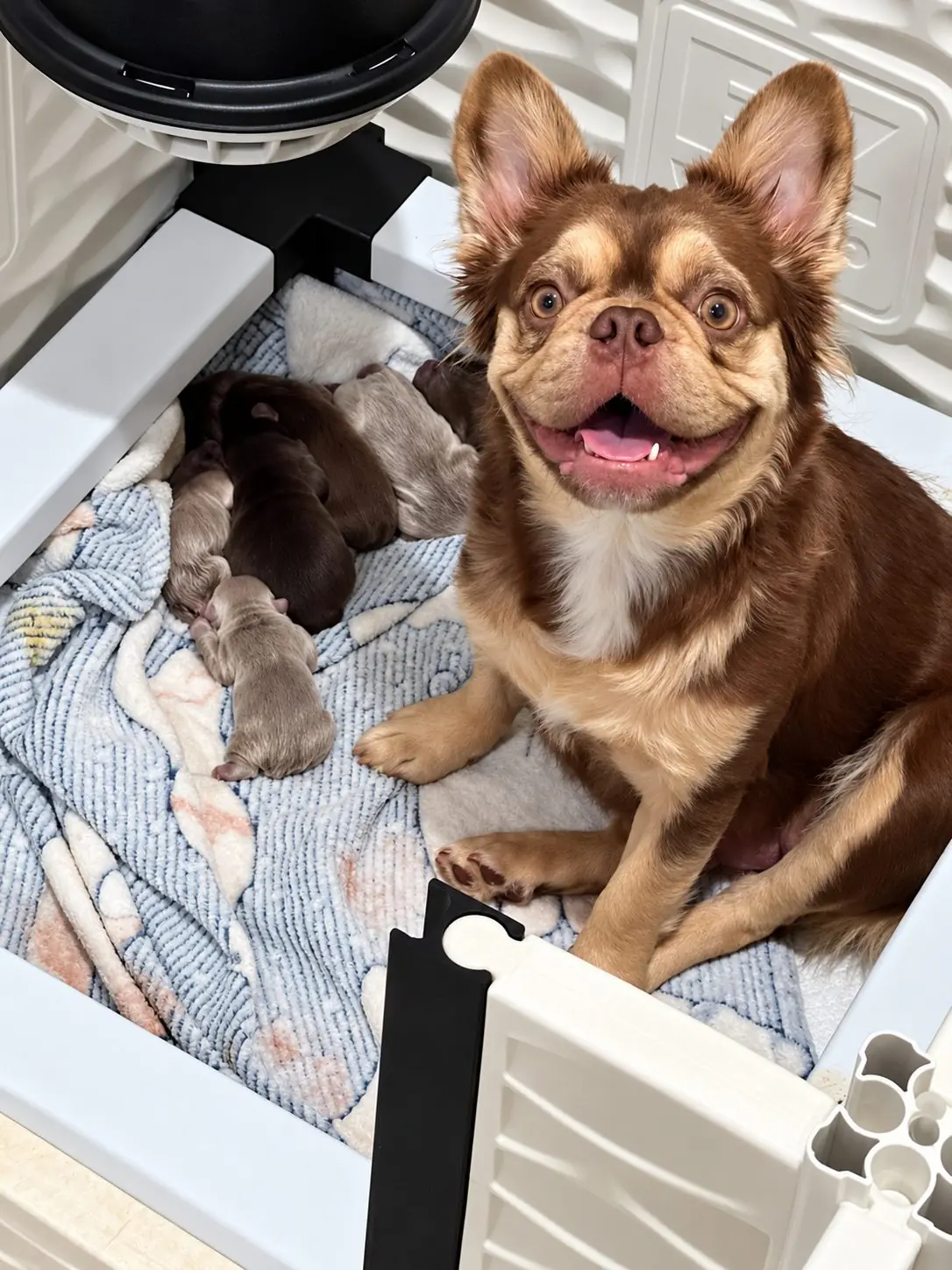 Willow Candido, abuela paterna de Valentino, sentada junto a una camada de cachorros recién nacidos