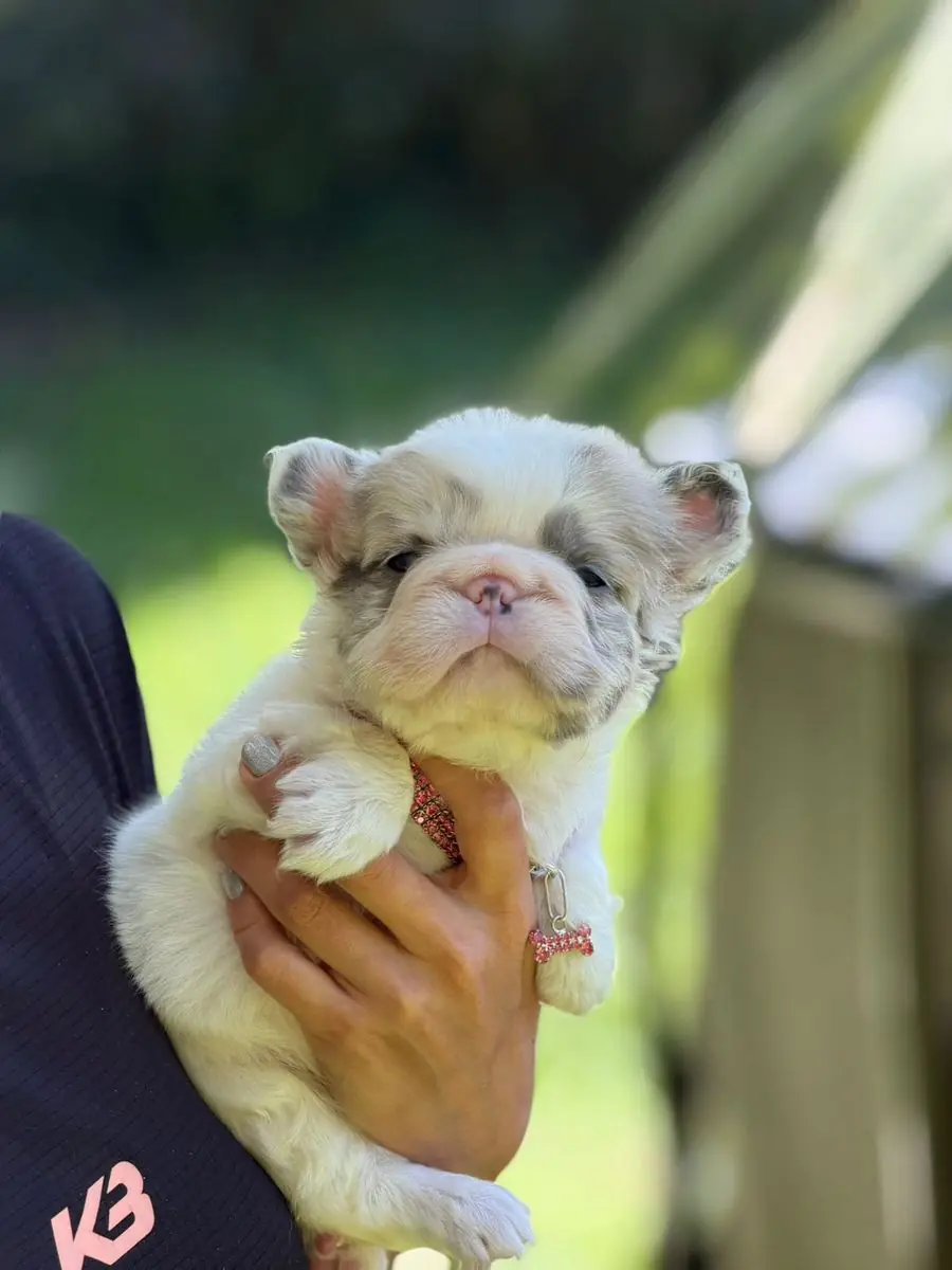 Cachorro Lilac Pied Merle Fluffy, vista frontal con collar rosado