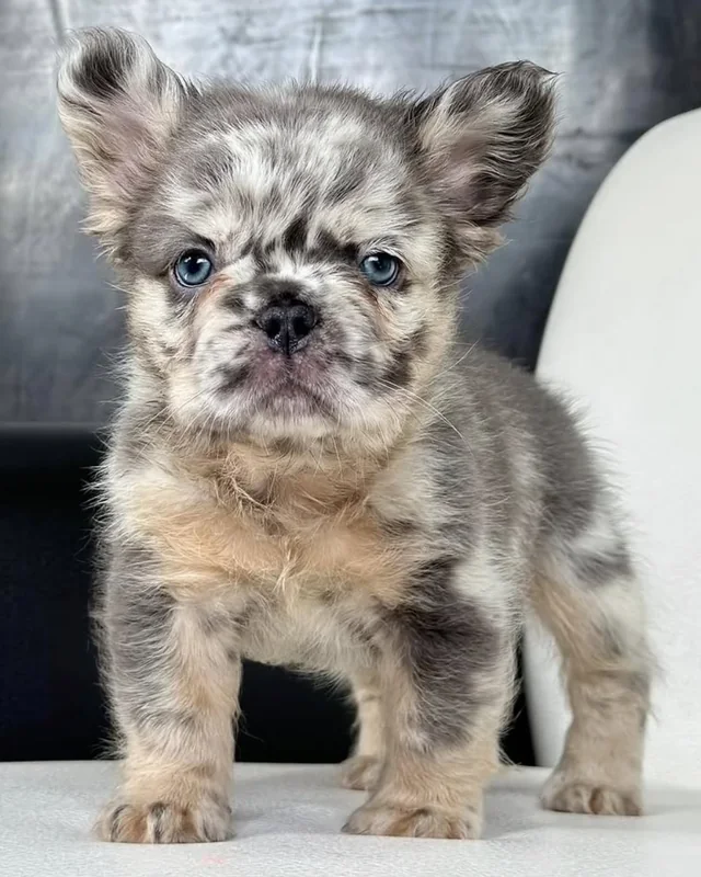 Cachorro Bulldog Francés Blue & Tan Merle de pelo largo y ojos azules, de pie sobre un sillón blanco