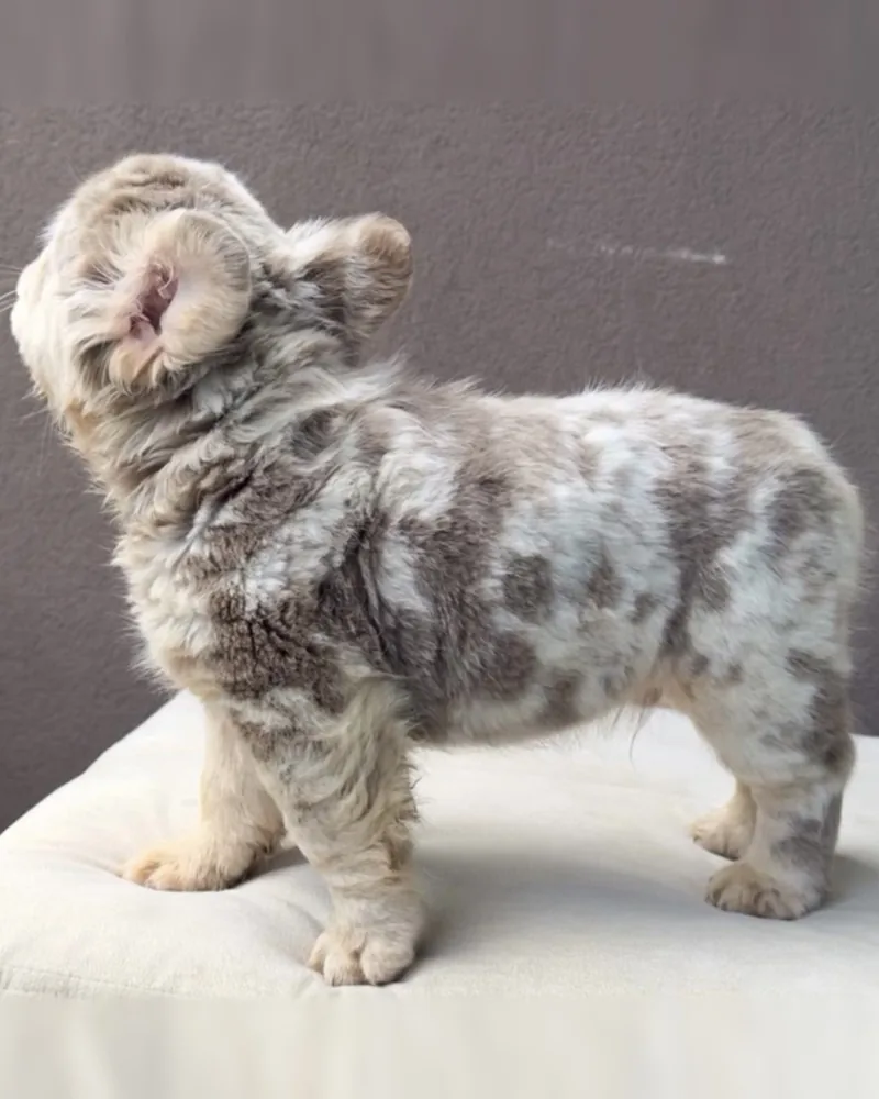 Cachorro Bulldog Francés New Shade Isabella Merle de pelo largo, de perfil sobre un cojín claro