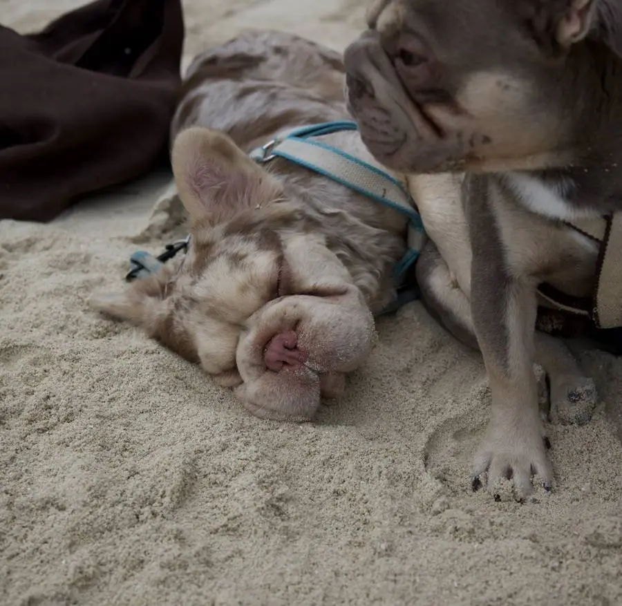 Valentino duerme en la arena junto a Zeus
