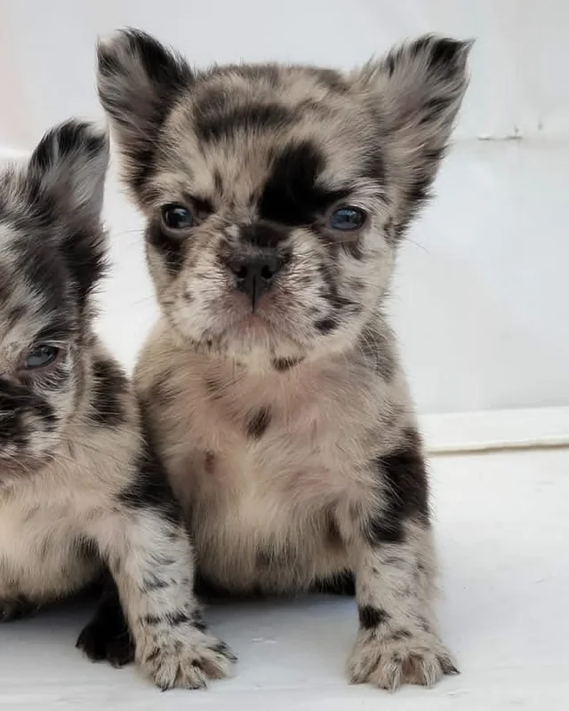 Cachorro Bulldog Francés Cocoa Merle de pelo largo, sentado junto a otro cachorro sobre una superficie blanca