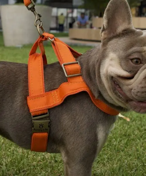 Arnés naranja en un Bulldog Francés