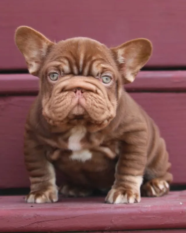 Cachorro Bulldog Francés New Shade Rojo con pliegues marcados, sentado en un escalón de madera