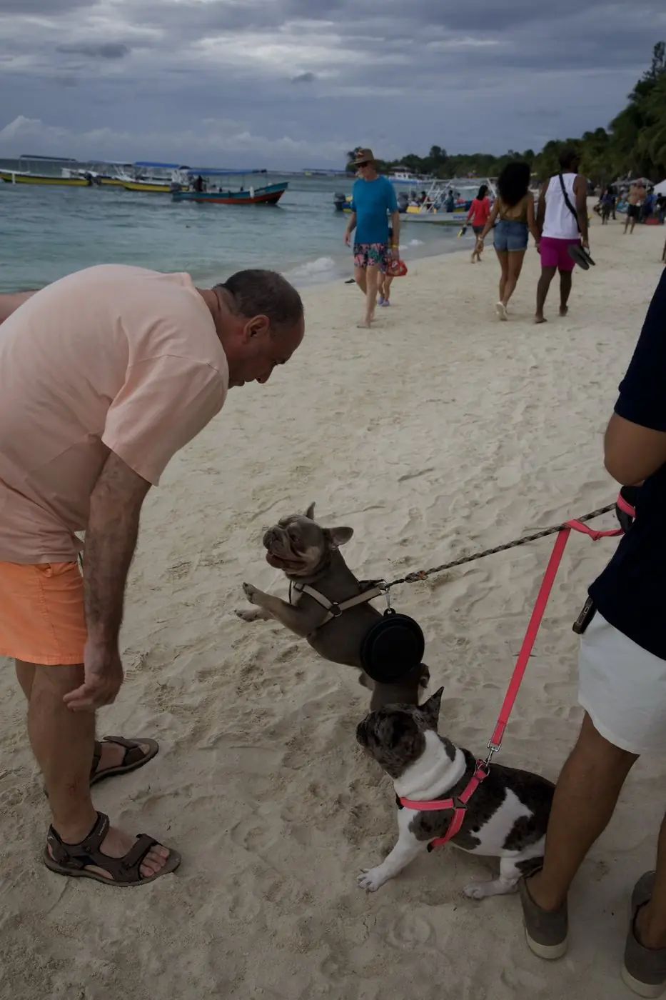 Uno de los Frenchies se acerca con entusiasmo a un hombre en la playa