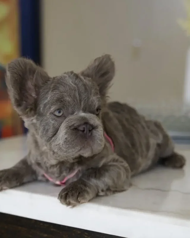 Cachorra Bulldog Francés Lilac de pelaje gris lila, echada sobre una mesa