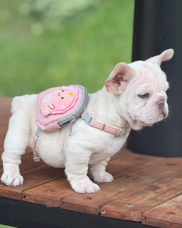 Cachorro Bulldog Francés Lilac Platinum de pelaje crema claro, de pie sobre una mesa de madera