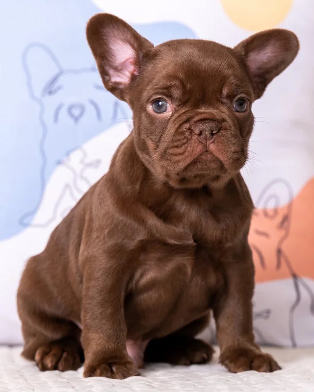 Cachorro Bulldog Francés Rojo, sentado frente a un cojín estampado