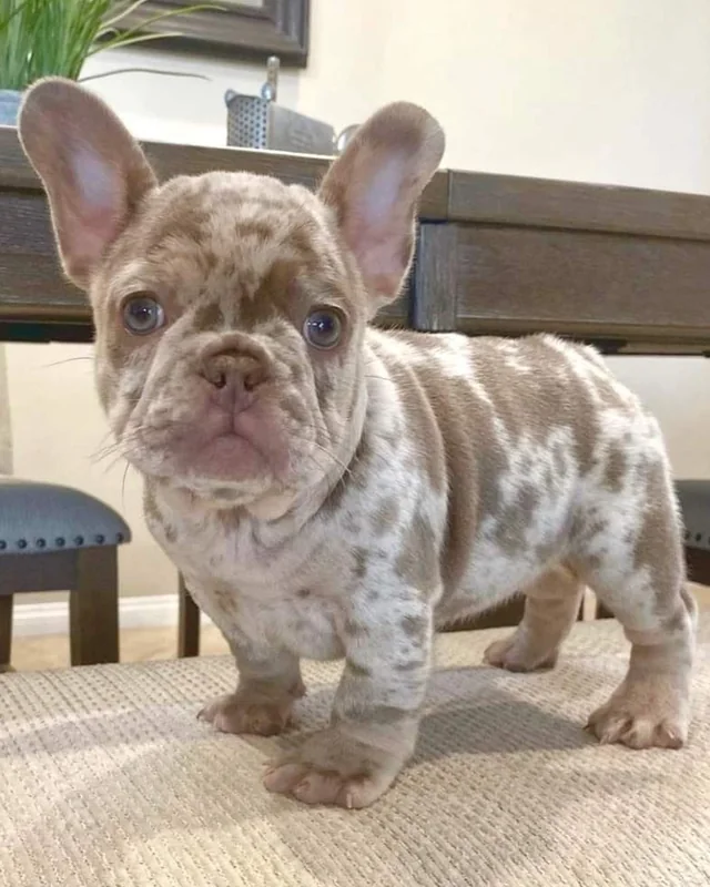 Cachorro Bulldog Francés Isabella Merle de pie sobre un banco tapizado